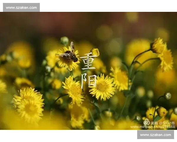 重阳佳节登高赏菊敬老情深传承中华孝道文化精神 重阳佳节登高赏菊敬老情深传承中华孝道文化精神