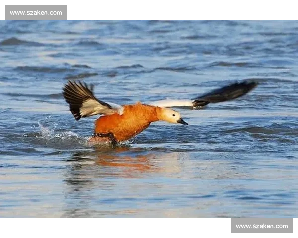 激情碰撞！世界杯小组赛的那些“爱恨情仇”，镜头捕捉永恒瞬间